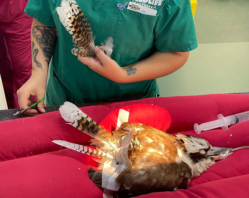 Bird feather imping by Currumbin Wildlife Hospital