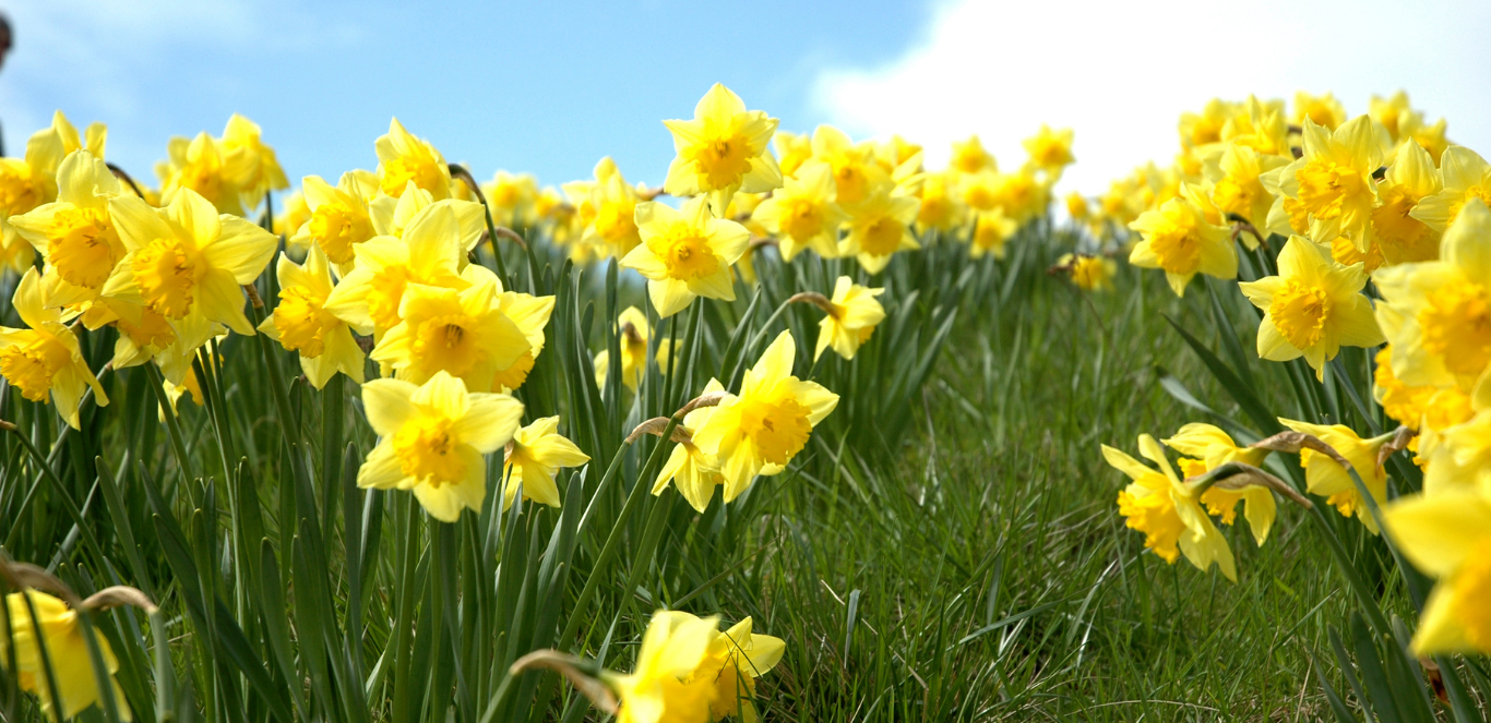 Daffodil Day Appeal 2021