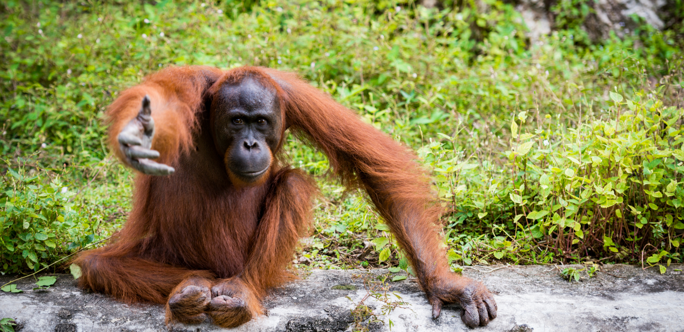 #InternationalOrangutanDay