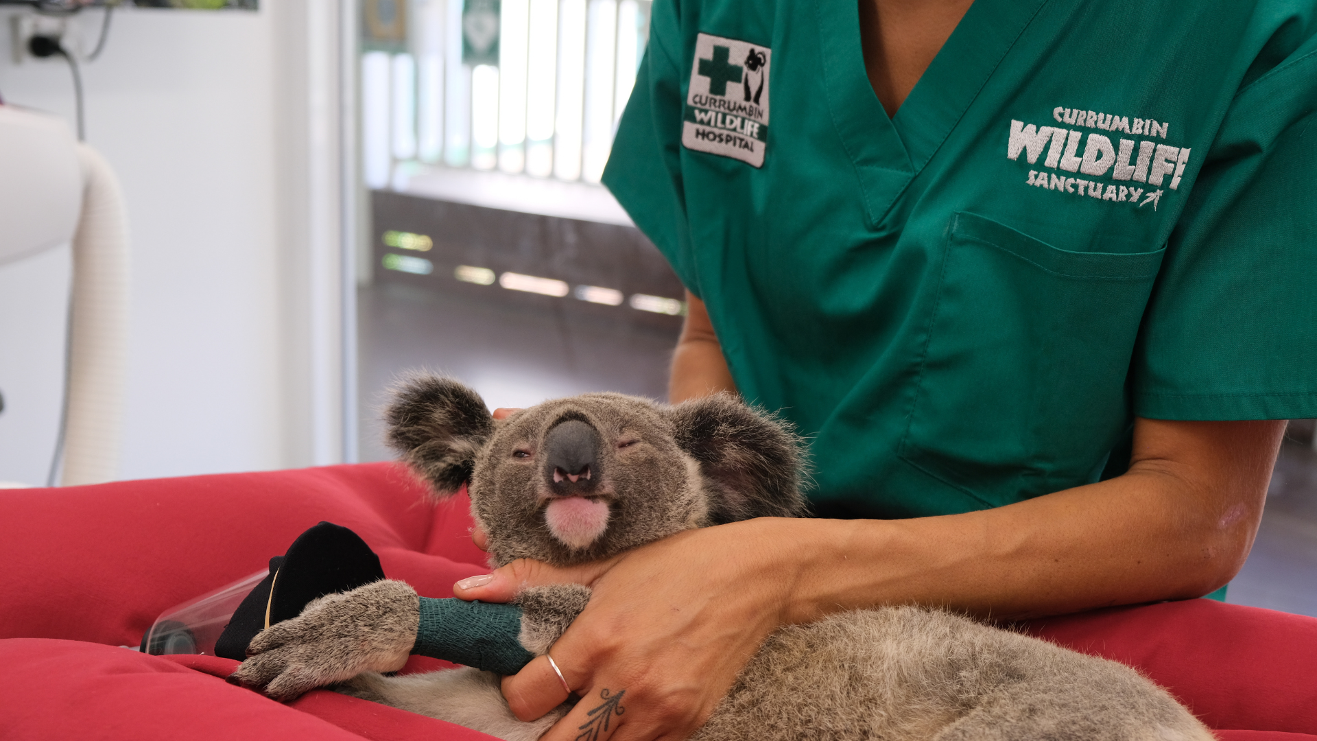 Mediscrubs are making a difference together with Currumbin Wildlife Hospital